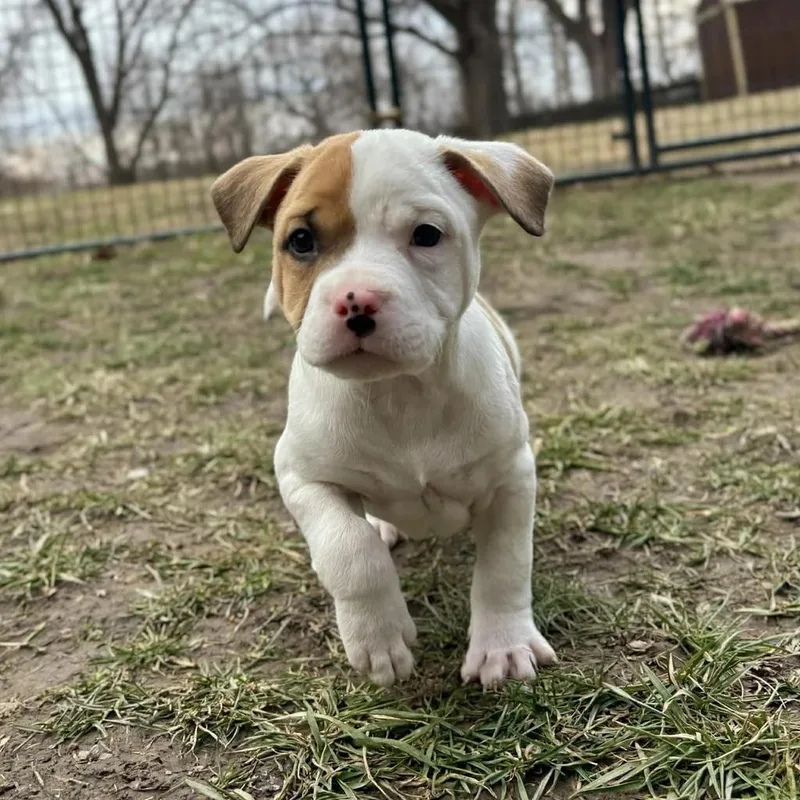 Delightful Derek thumbnail 4