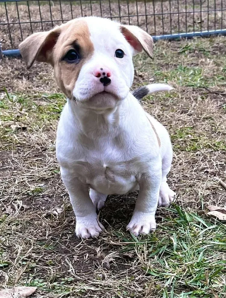 Delightful Derek thumbnail 6