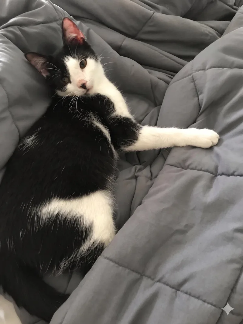 A baby medium-sized male Black & White / Tuxedo Domestic Short Hair cat named Ringo for adoption in Marion, IN