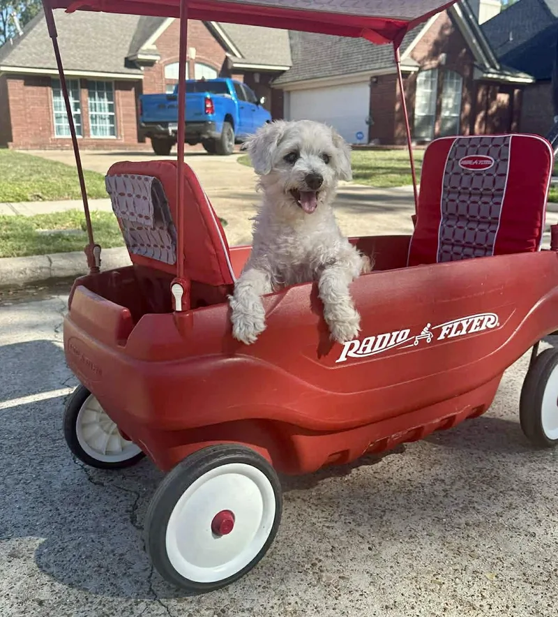 A senior small-sized male Lhasa Apso dog named Flash for adoption in Tomball, TX
