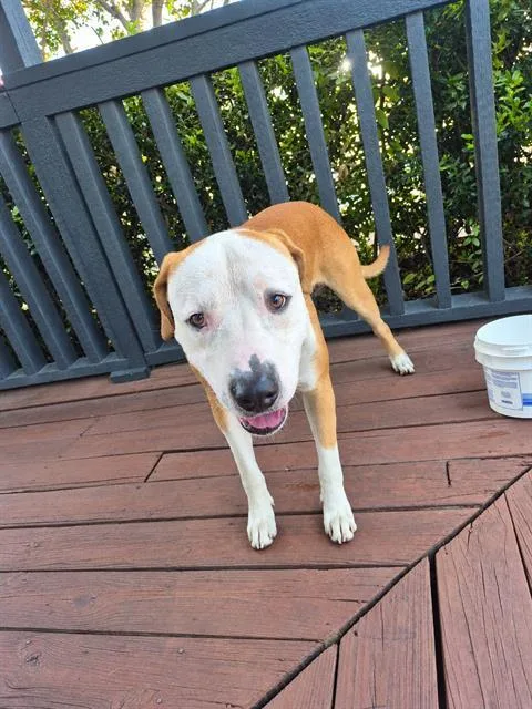 A young medium-sized male American Staffordshire Terrier dog named Mack for adoption in San Antonio, TX