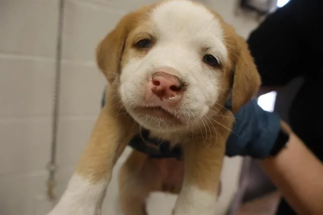 A baby small-sized female Mixed Breed dog named Brenda for adoption in Columbia, SC
