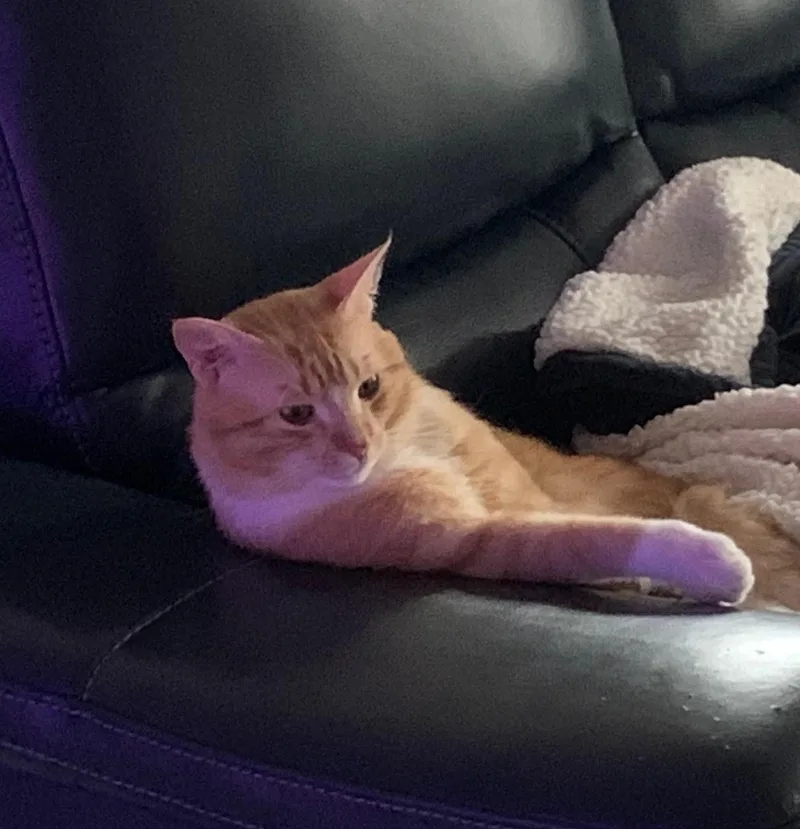 An adult medium-sized male Tabby (Orange / Red) Domestic Short Hair cat named Jeff for adoption in Houston, TX