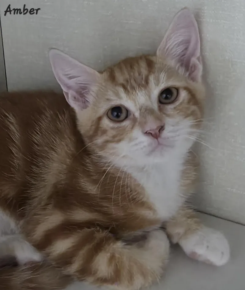A young medium-sized female Domestic Short Hair cat named Amber for adoption in Key Largo, FL