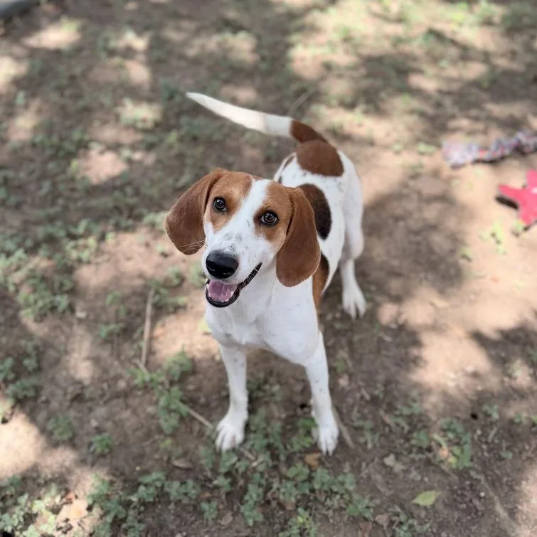 An adult medium-sized female White / Cream American Foxhound dog named Windchime for adoption in Carencro, LA