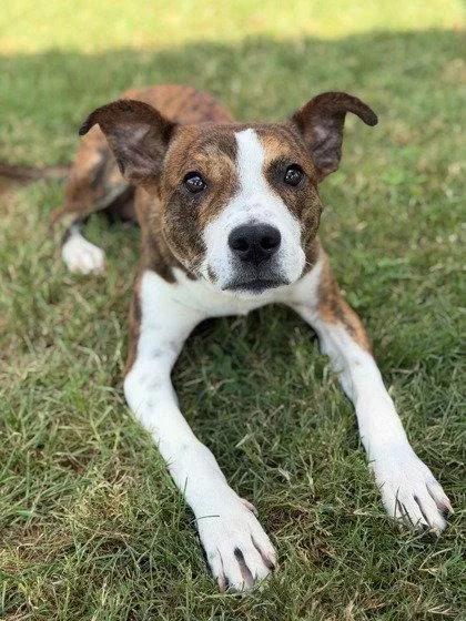 A young medium-sized male Basenji dog named Kirby for adoption in Bloomfield, CT