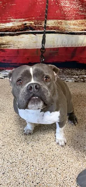 An adult medium-sized male American Bulldog dog named Dash for adoption in Miami, FL