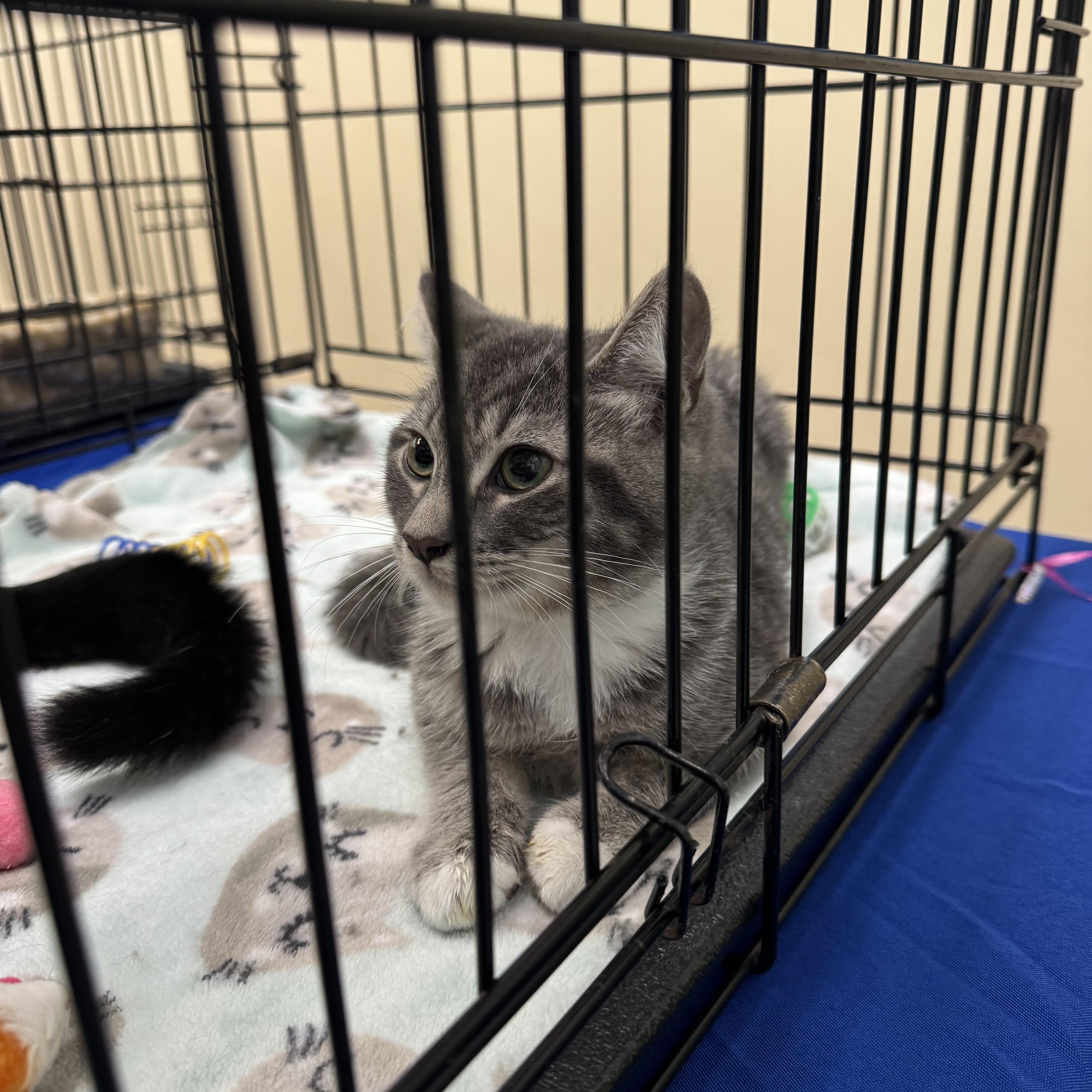 A baby medium-sized male Tabby (Gray / Blue / Silver) Domestic Short Hair cat named Mayhem for adoption in Easley, SC