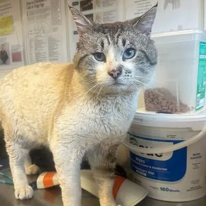 An adult large-sized male Lilac Point Domestic Short Hair cat named Oscar for adoption in Rifle, CO