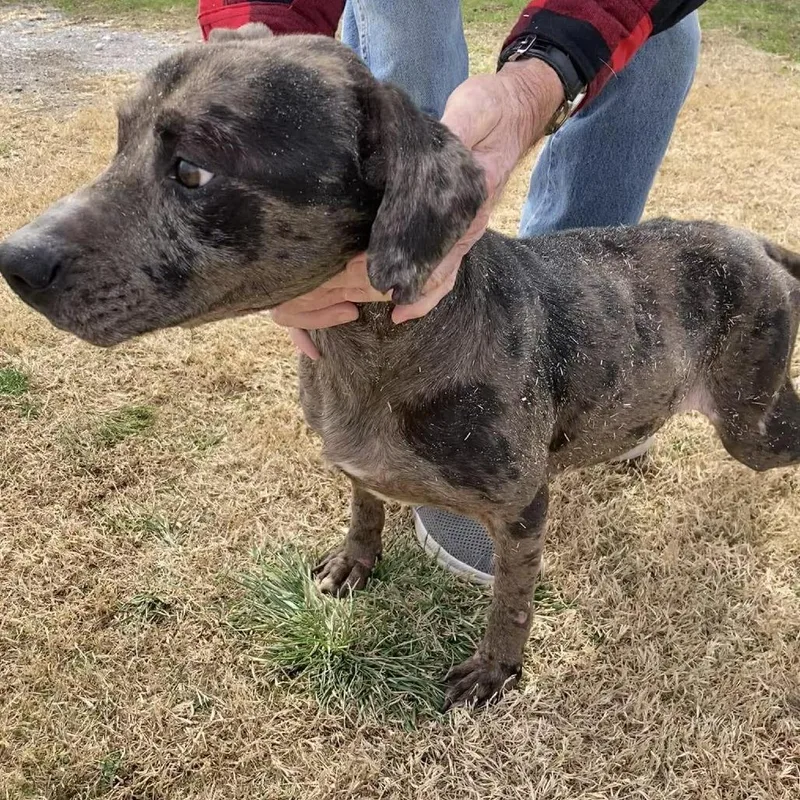 Remington thumbnail 2