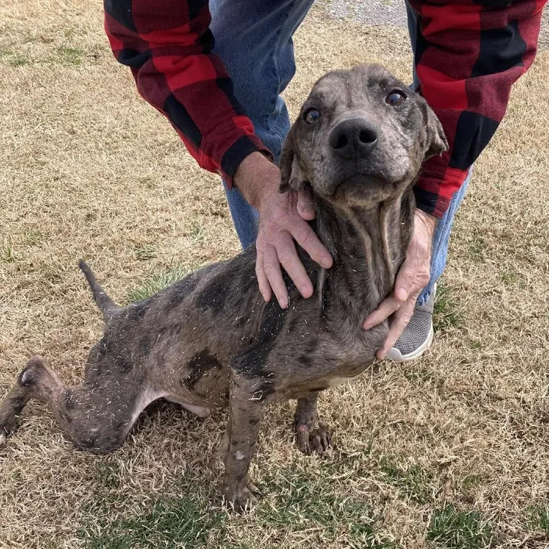 Remington thumbnail 3