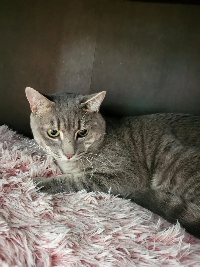 An adult medium-sized male Tabby (Gray / Blue / Silver) Tabby cat named Tilton for adoption in Allentown, PA
