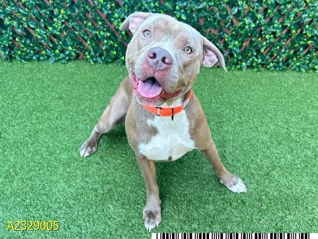 A young large-sized male Mixed Breed dog named Major for adoption in West Palm Beach, FL