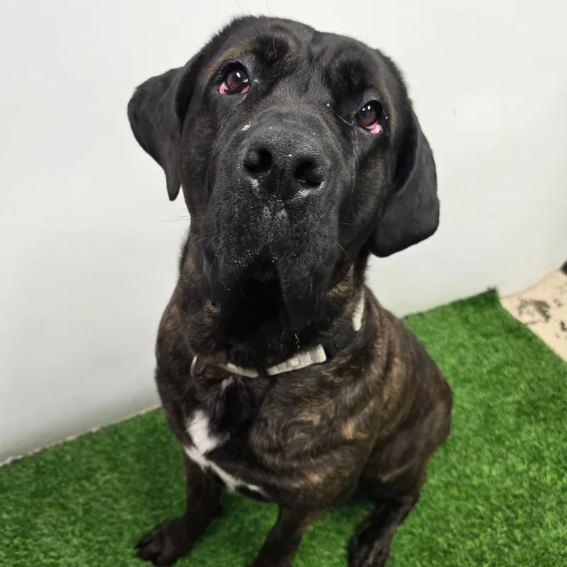 An adult extra large-sized female Brindle Mastiff dog named Izzy for adoption in Columbia, MO