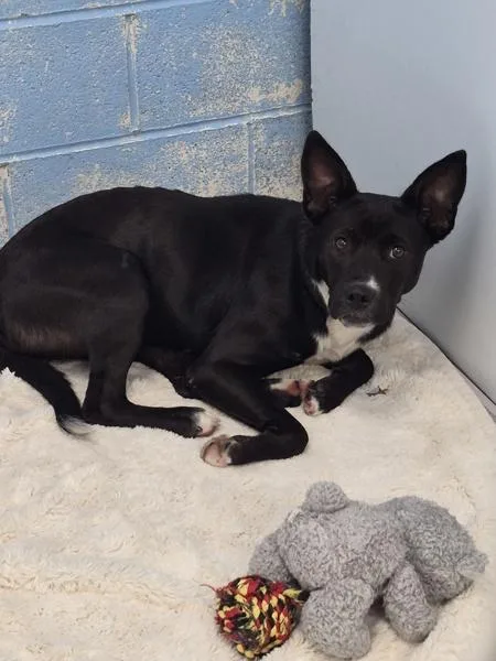 A young large-sized female Australian Cattle Dog / Blue Heeler dog named Furby for adoption in Morristown, TN