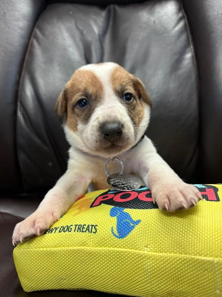 A baby medium-sized male Australian Cattle Dog / Blue Heeler dog named Djinn for adoption in Reno, NV