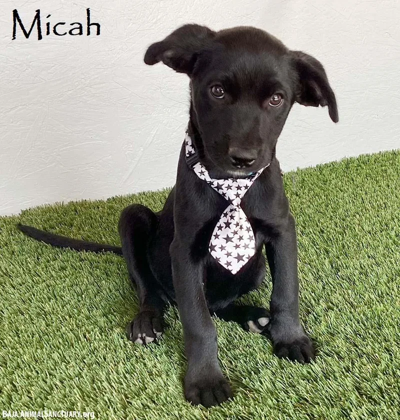 A baby medium-sized male Black Labrador Retriever dog named Micah for adoption in San Diego, CA