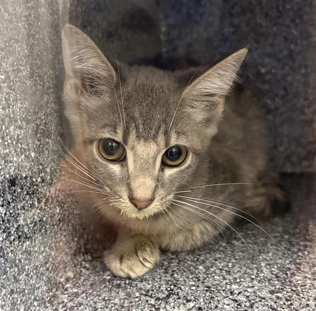 A baby small-sized female Domestic Short Hair cat named Fork for adoption in Indianapolis, IN
