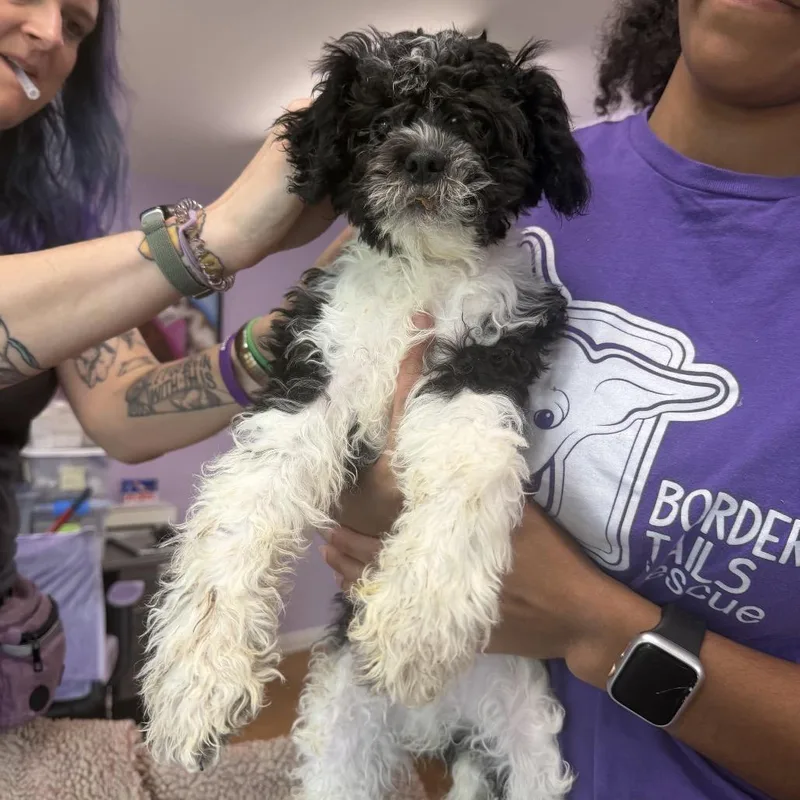 A baby small-sized male Shih Tzu dog named Robidas for adoption in Northbrook, IL