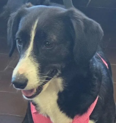 An adult medium-sized female Cardigan Welsh Corgi dog named Daisy for adoption in Olean, NY