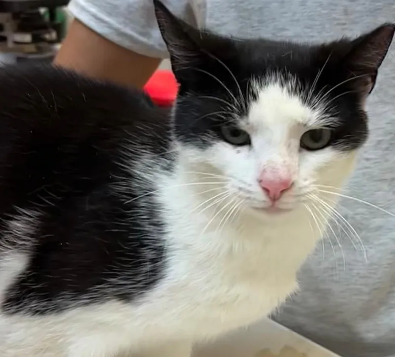 A young medium-sized female Domestic Short Hair cat named Sunkist for adoption in Elizabethton, TN
