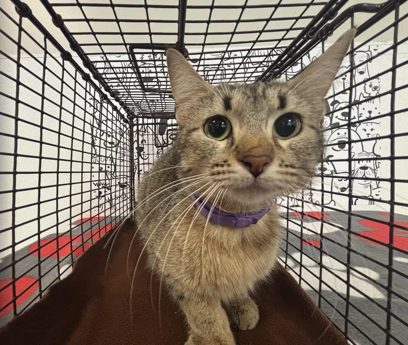 An adult small-sized female Domestic Short Hair cat named Ms Meow for adoption in San Pedro, CA
