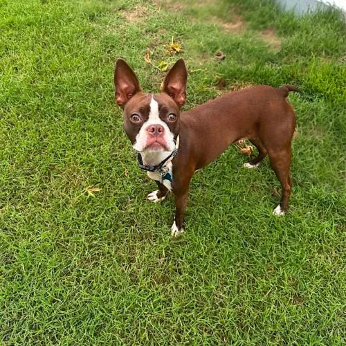 A young small-sized female Bicolor Boston Terrier dog named Frankie Rose for adoption in Memphis, TN