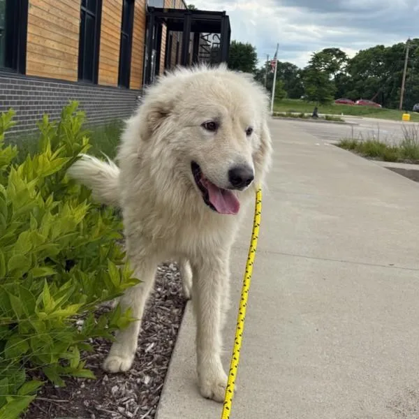 An adult large-sized male Maremma Sheepdog dog named Ghost for adoption in Des Moines, IA