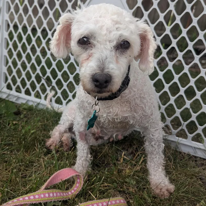An adult small-sized female Bichon Frise dog named Miss Scarlett for adoption in Cincinnati, OH