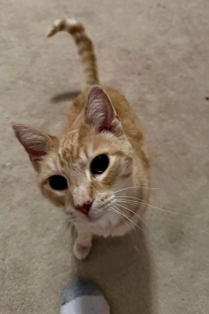 Brandis Bonded Sibling Pair