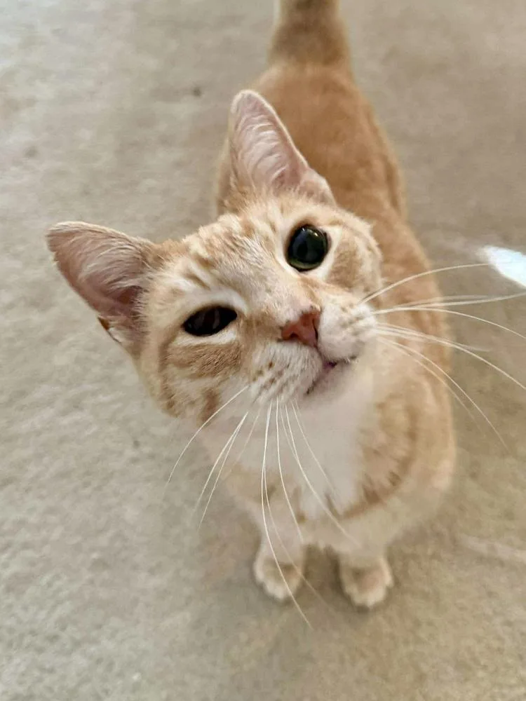 Brandis Bonded Sibling Pair thumbnail 3