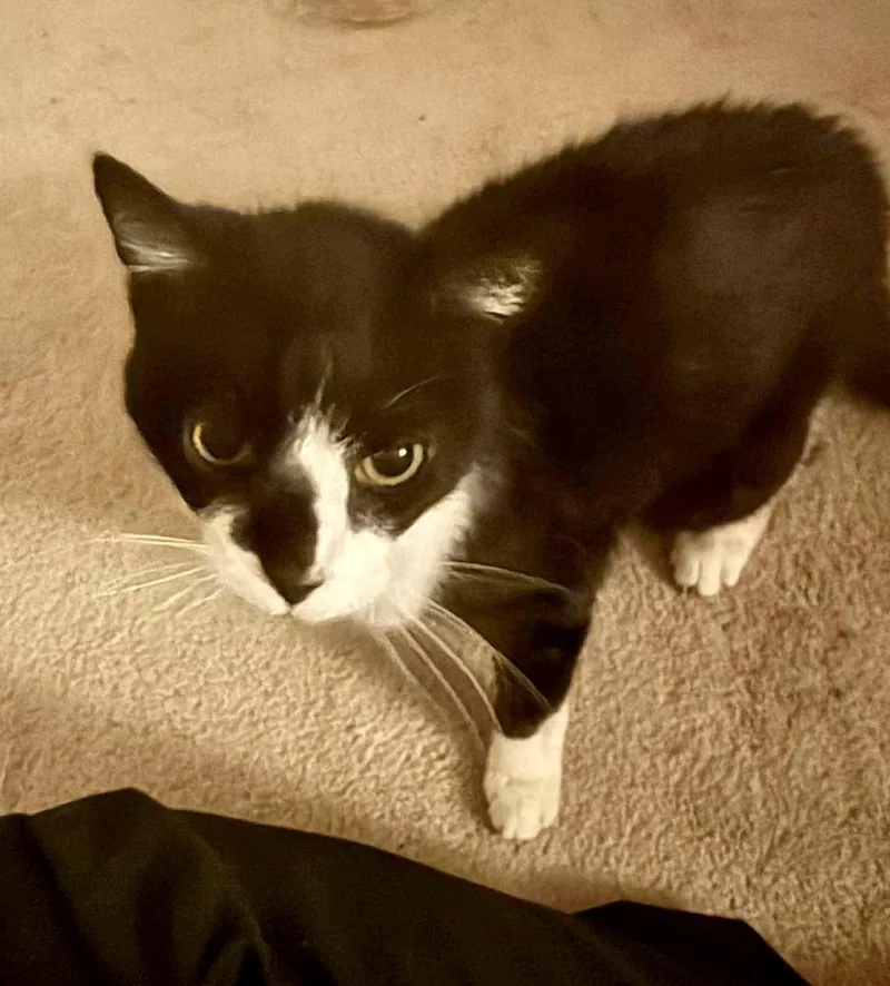 Brandis Bonded Sibling Pair thumbnail 4