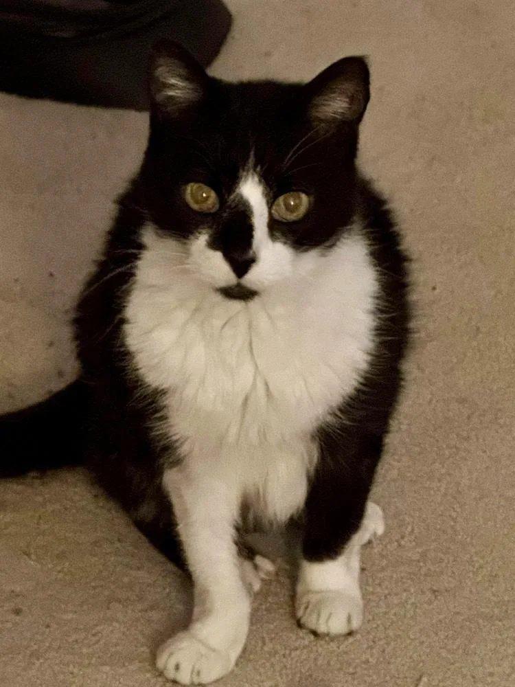 Brandis Bonded Sibling Pair thumbnail 5