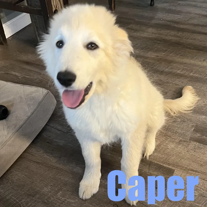 A baby large-sized male Shepherd dog named Caper for adoption in Ellicott City, MD