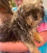 A senior small-sized male Yorkshire Terrier dog named Little Man for adoption in Newport, KY