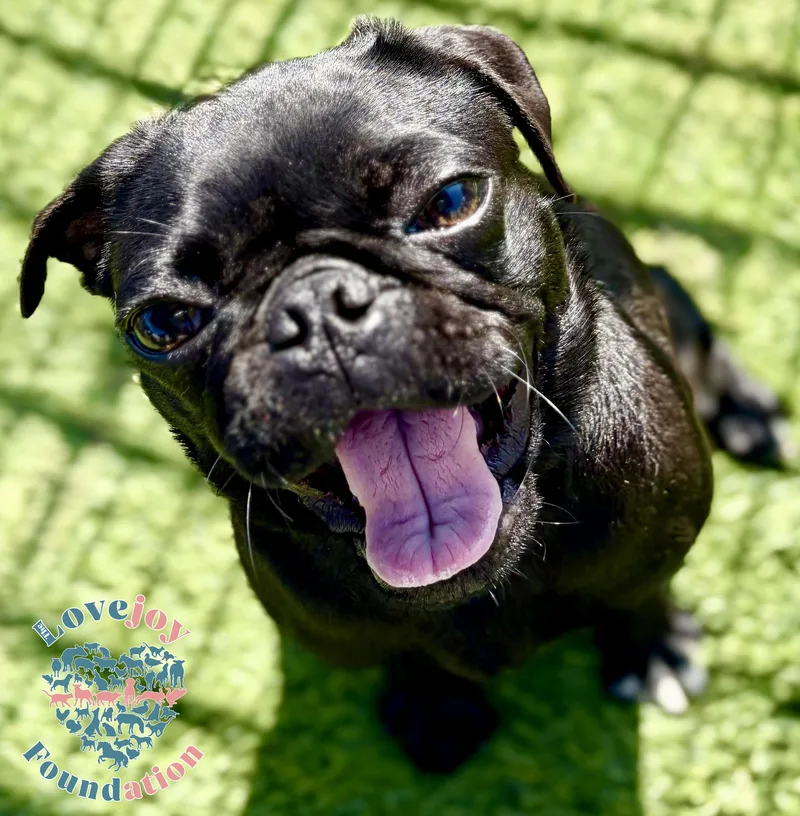 A baby small-sized female Black Pug dog named Piper Coh for adoption in Inglewood, CA