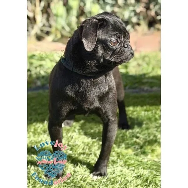 Piper Coh thumbnail 2