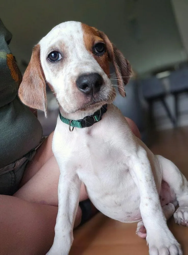 A baby small-sized male Tricolor (Brown, Black, & White) Bloodhound dog named Ryder for adoption in Lakeland, FL