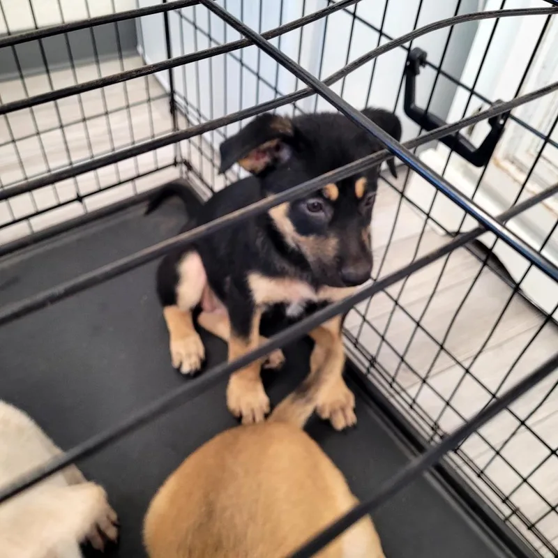 A baby small-sized female Yellow Labrador Retriever dog named Kansas for adoption in Allyn, WA