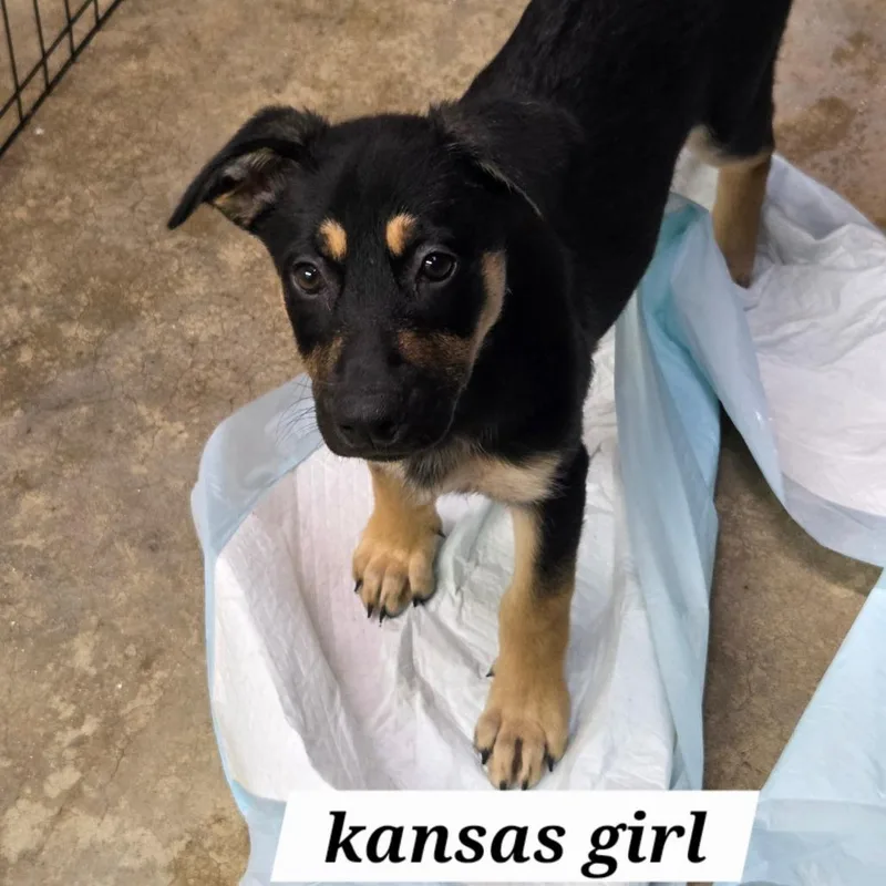 Kansas thumbnail 3