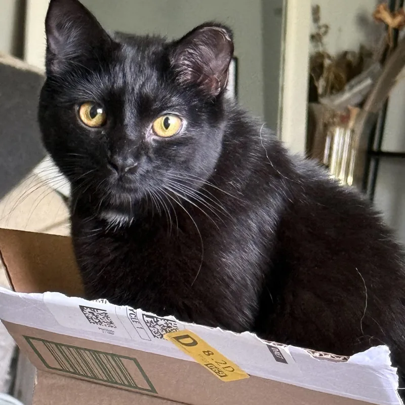 A young medium-sized male Black Domestic Short Hair cat named Salem for adoption in West Mifflin, PA