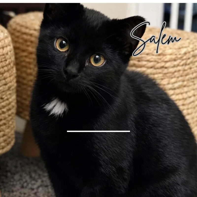 Salem thumbnail 2