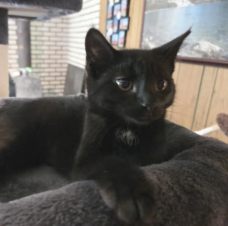 A baby medium-sized female Black Domestic Short Hair cat named Alesha for adoption in Breinigsville, PA