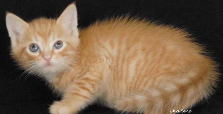 A baby medium-sized male Tabby (Orange / Red) Tabby cat named Nordstrom for adoption in Newland, NC