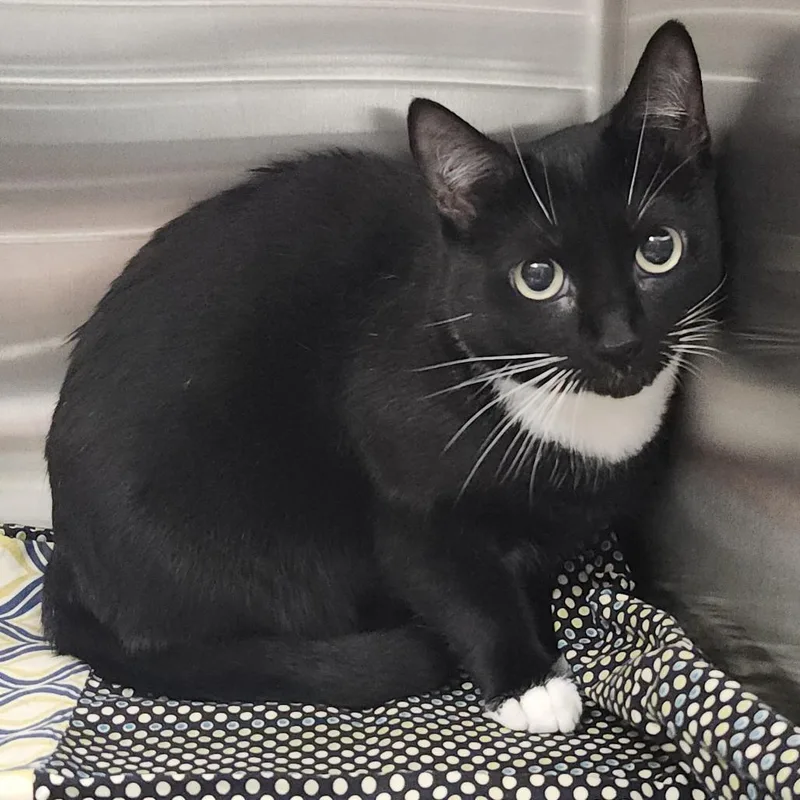 An adult medium-sized female Black Domestic Short Hair cat named Inky for adoption in Clearwater, FL