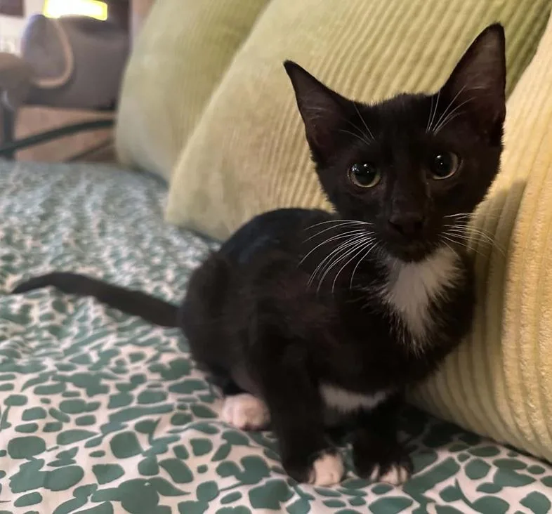 A baby medium-sized female Black & White / Tuxedo Tuxedo cat named Lila for adoption in Waxahachie, TX