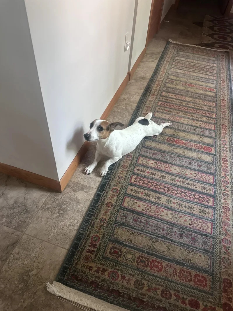 Daisy