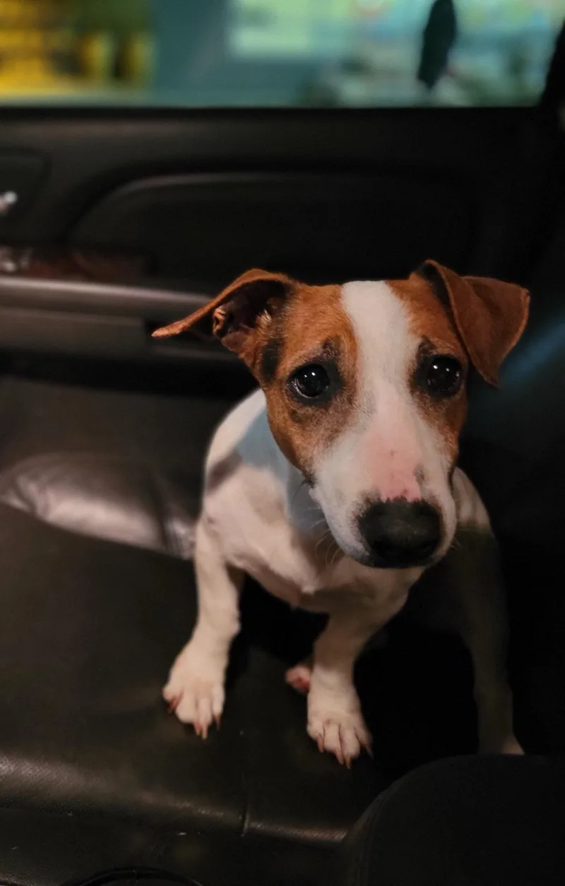 Daisy thumbnail 2