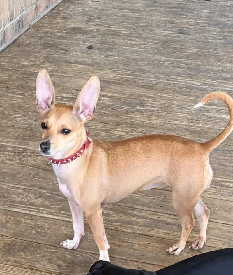 An adult small-sized female Yellow / Tan / Blond / Fawn Chihuahua dog named Briana for adoption in Fort Worth, TX