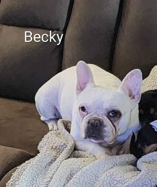An adult small-sized female French Bulldog dog named Becky for adoption in Sioux Falls, SD